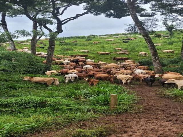 #D0166CEL - Fazenda para Venda em Coronel Domingos Soares - PR - 2